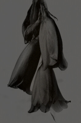 Sahra Jajarmikhayat